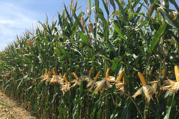 Il campo dei cereali