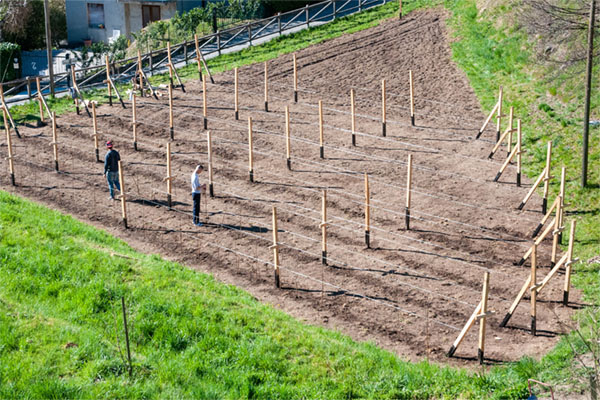 I piccoli frutti della Cascina