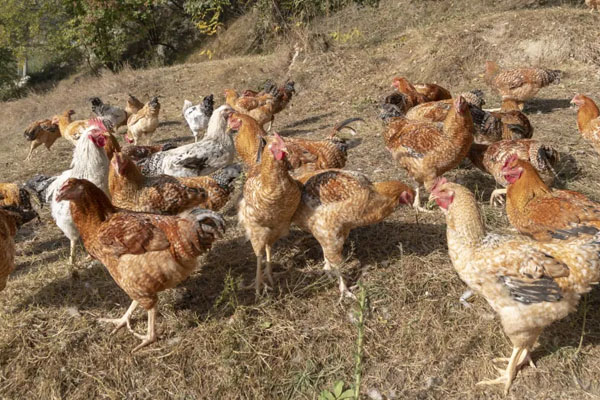 Il pollaio della Cascina