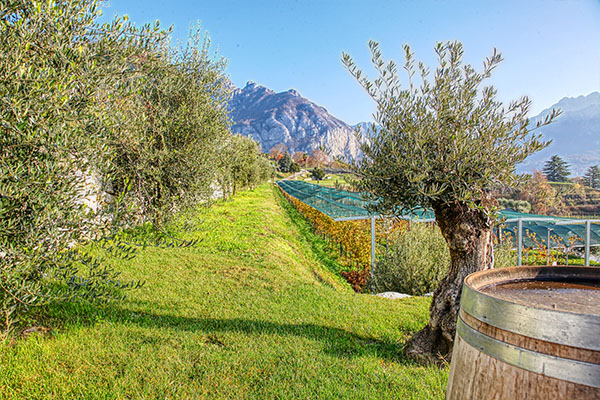 L'uliveto sui terrazzamenti