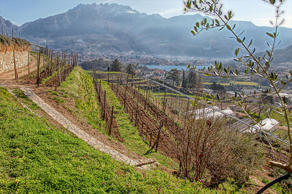 Il vigneto sui terrazzamenti